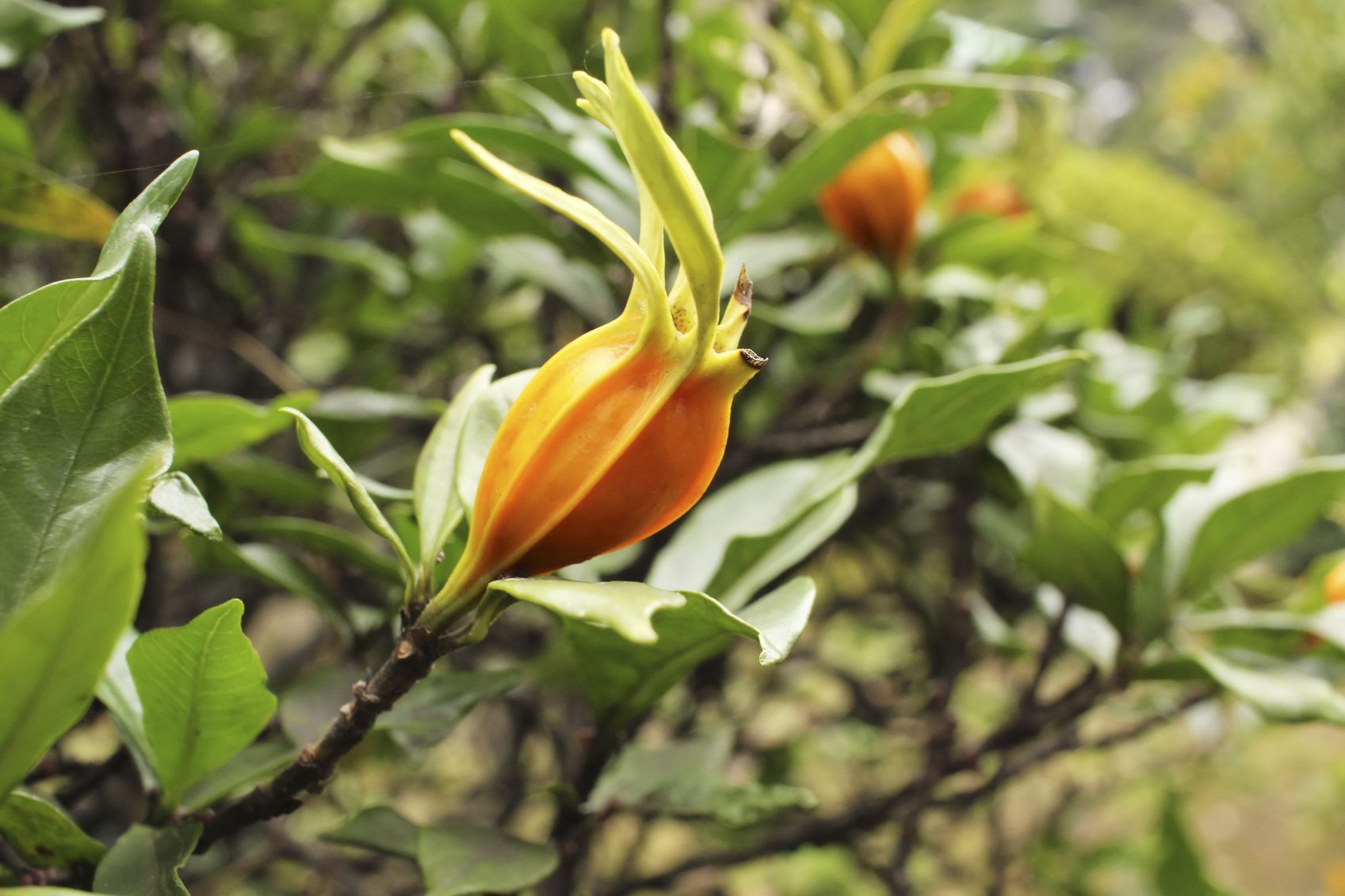 7 Gardenias Tips For A Perfect Cafe Setup