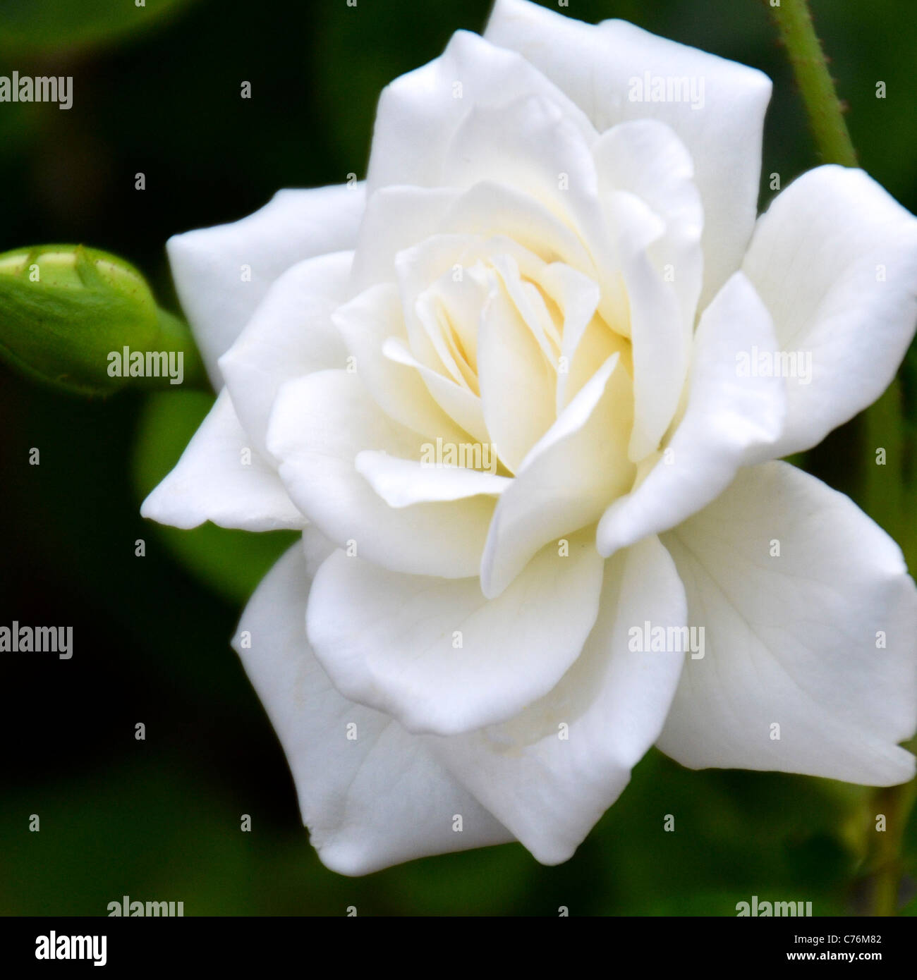 A Perfect Gardenia Stock Photo Alamy