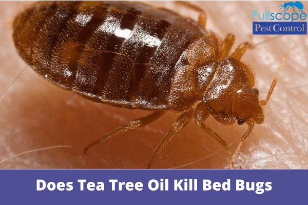 Can Tea Tree Oil Be Used To Kill Bed Bugs Bed Western