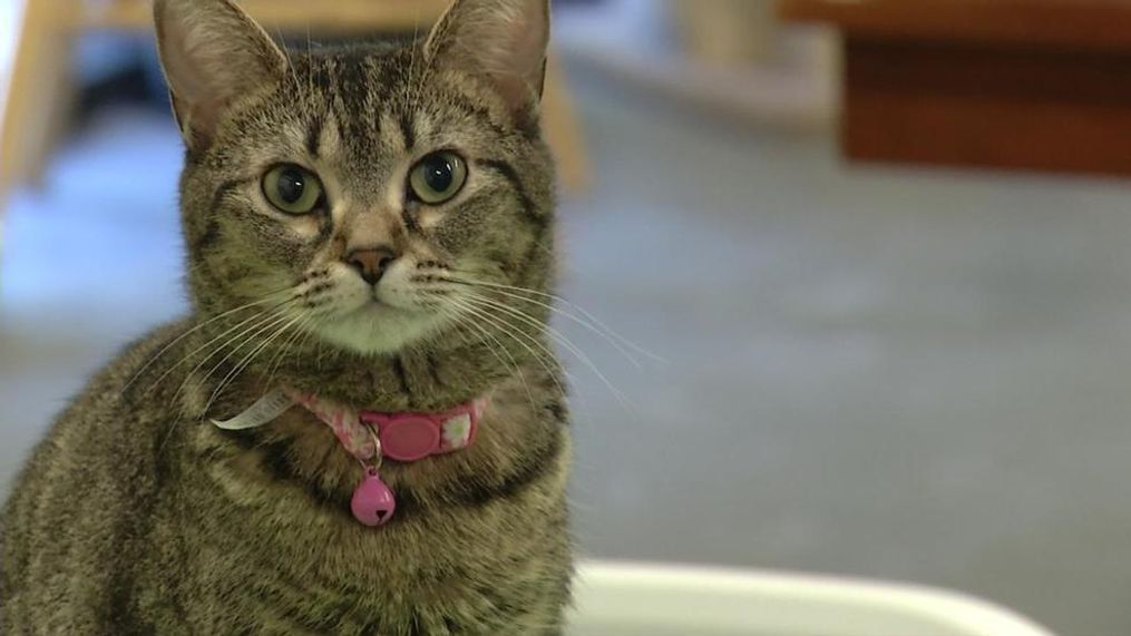 Cats Quarantined After Disease Outbreak At San Antonio Cat Cafe