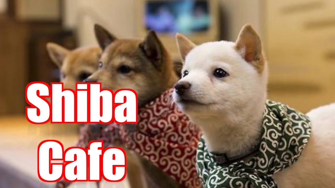 Cutest Shiba Mameshiba Dog Cafe In Harajuku Tokyo Youtube