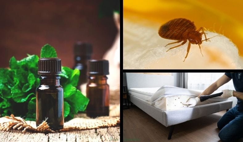 Does Tea Tree Oil Kill Bed Bugs Or Repel Them