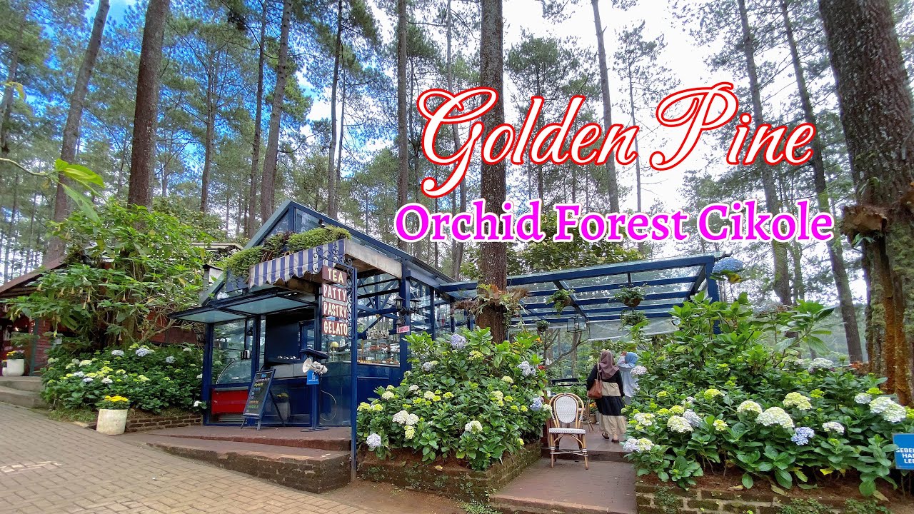 Golden Pine Orchid Forest Cikole Lembang Terbaru Youtube