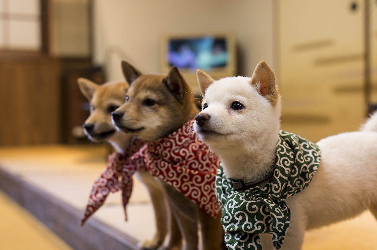 Harajuku Mame Shiba Cafe Guide: Insider Tips