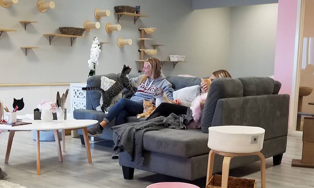 How Much Cat Cafe St Augustine? Affordable Fun