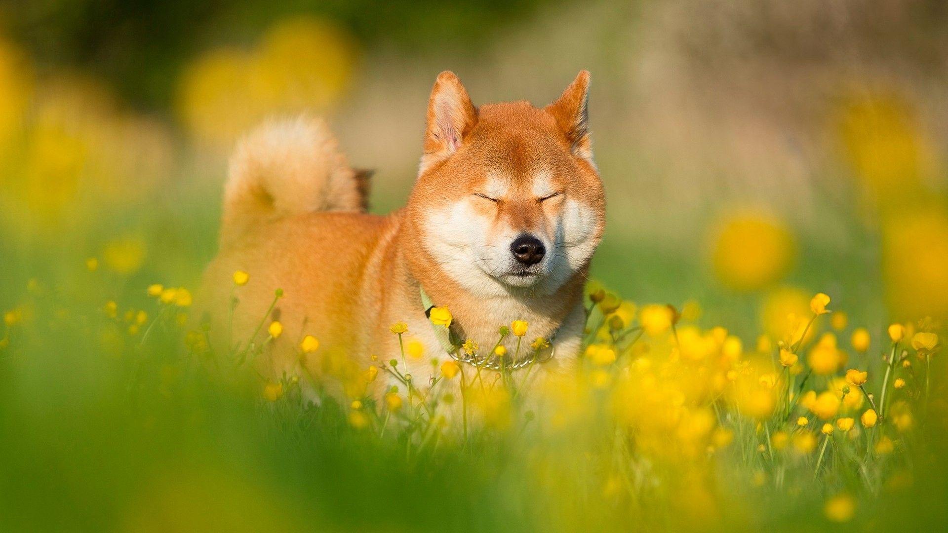 How To Find Mame Shiba Inu Hiroshima? Easy Access