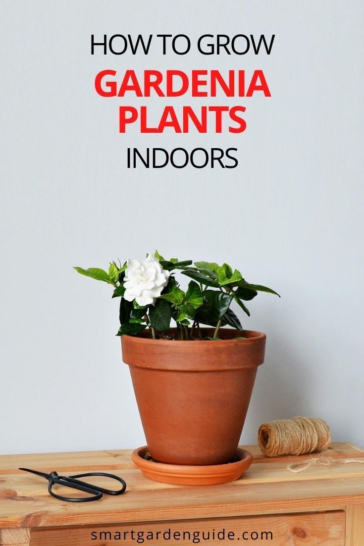 How To Grow Gardenias Indoors Top Care Tips Smart Garden Guide Artofit