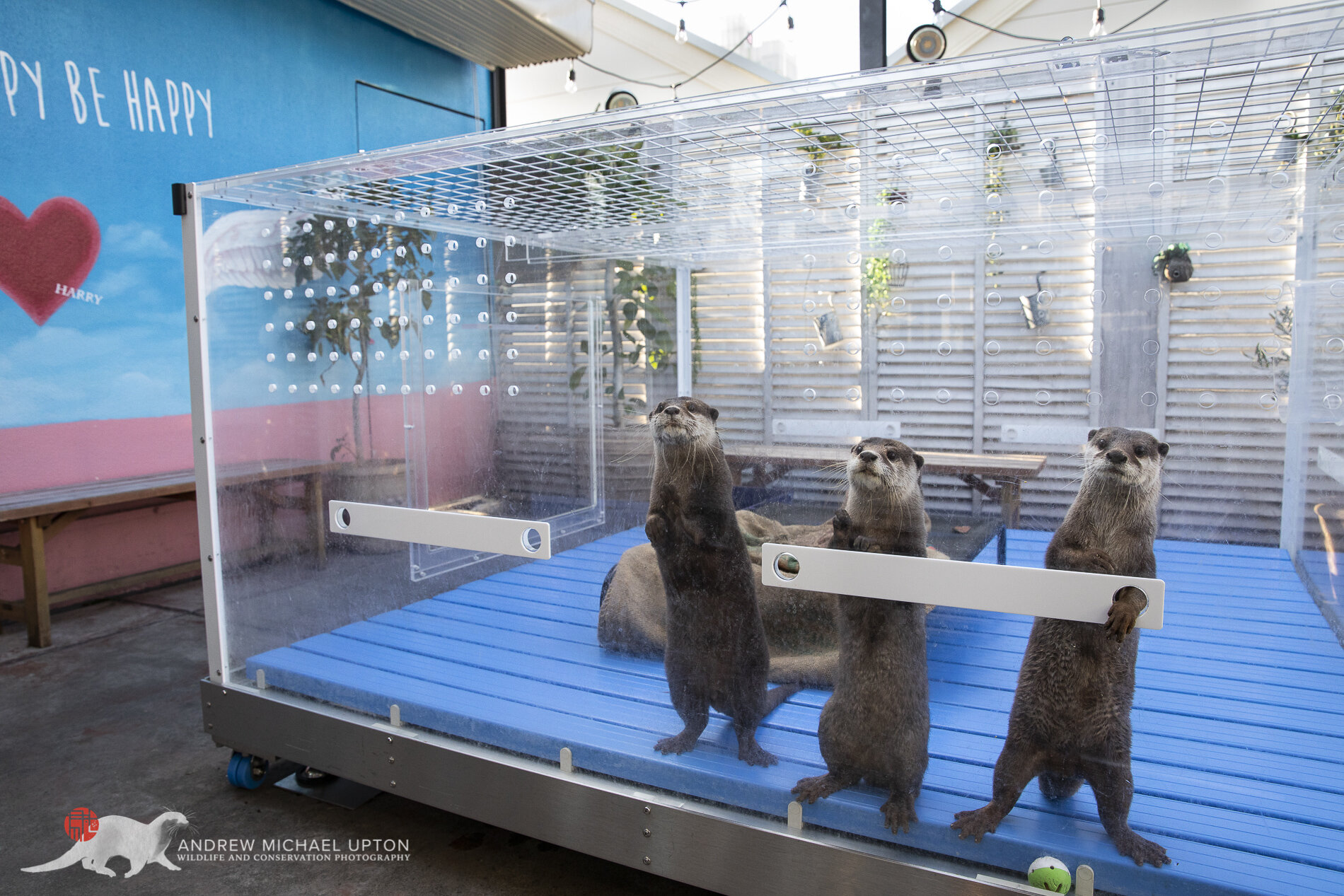 Japan S Otter Cafes Andrew Michael Upton