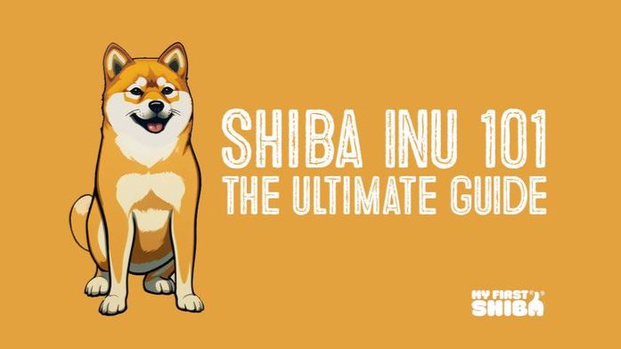 Mame Shiba Inu An Ultimate Guide To The Miniature Shiba Inus