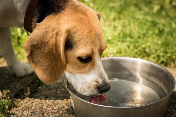 My Dog Is Drinking A Lot Of Water