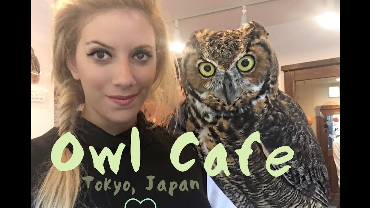 Owl Cafe Japan Tokyo