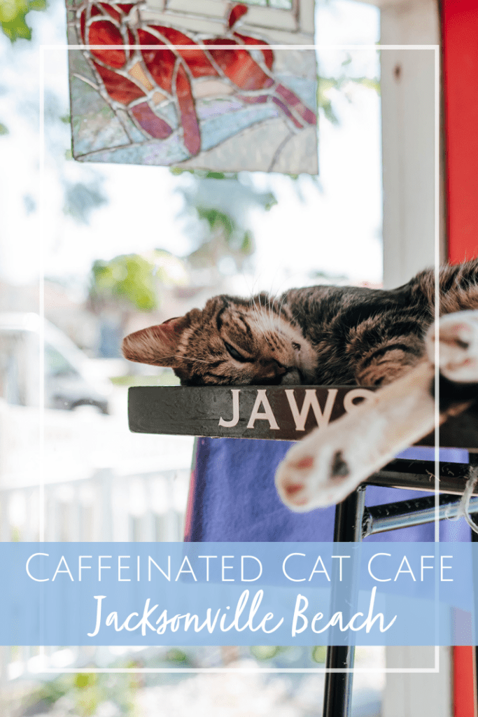 The Caffeinated Cat Cafe Coffee And Cuddles Jacksonville Beach Moms