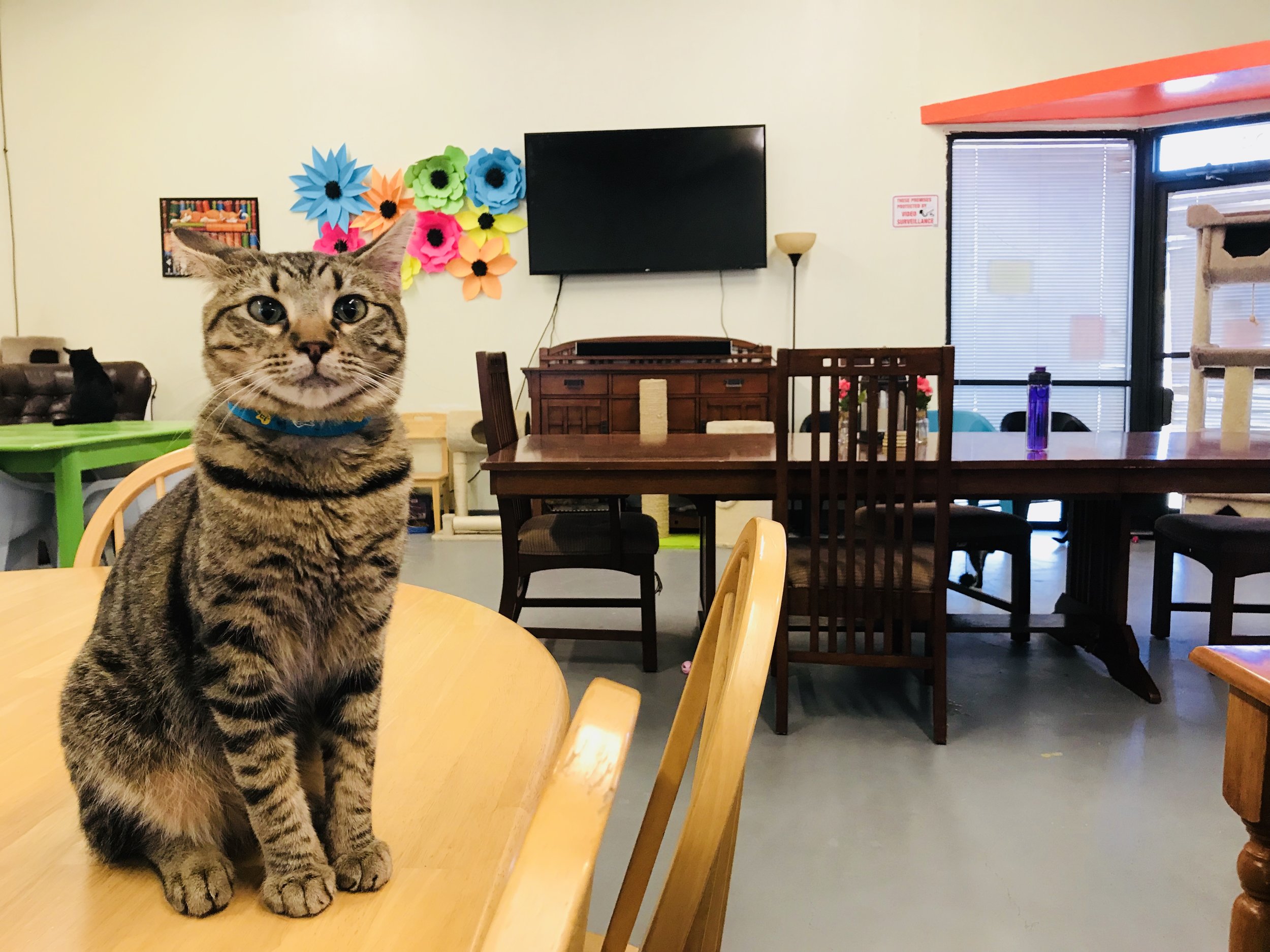 What Happened San Antonio Cat Cafe? Find Alternatives