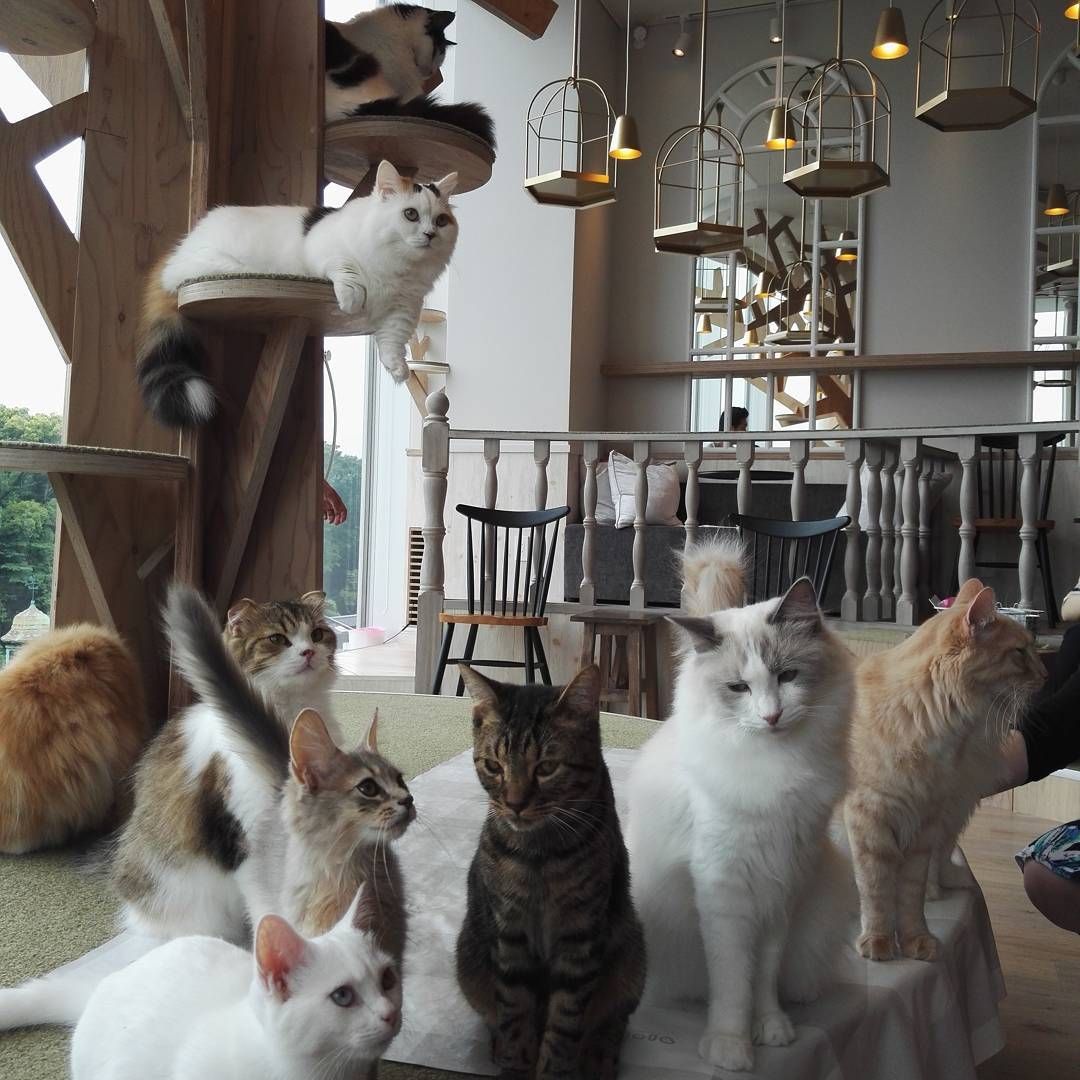 What Is A Cat Cafe