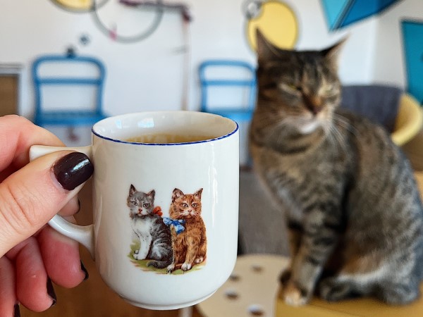 What Is Purr Cup Cafe? Find Your Furry Friend