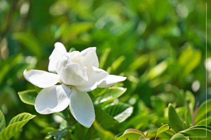 Why Are Your Gardenia Leaves Yellow And How To Fix It Simple At Home