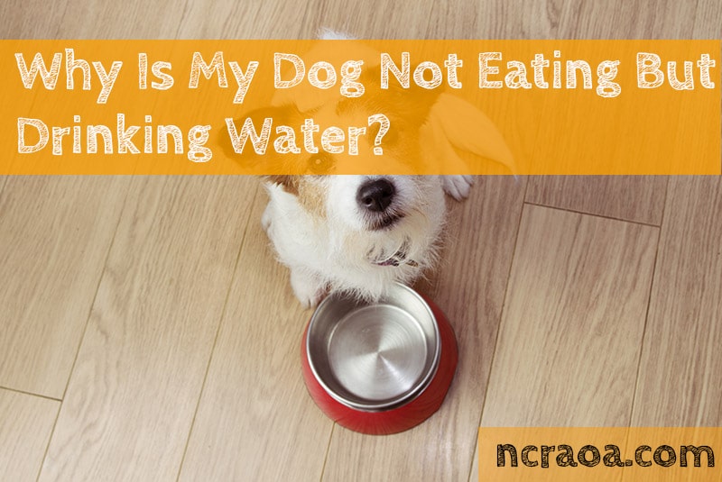 Why Is My Dog Not Drinking Water But Eating